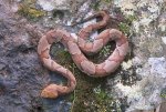 Copperhead snake.jpg